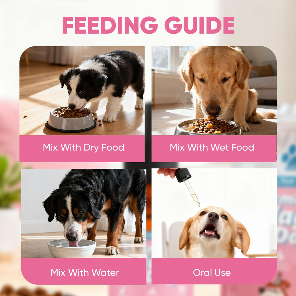 CIVGICY Collagen supports gut health in pets