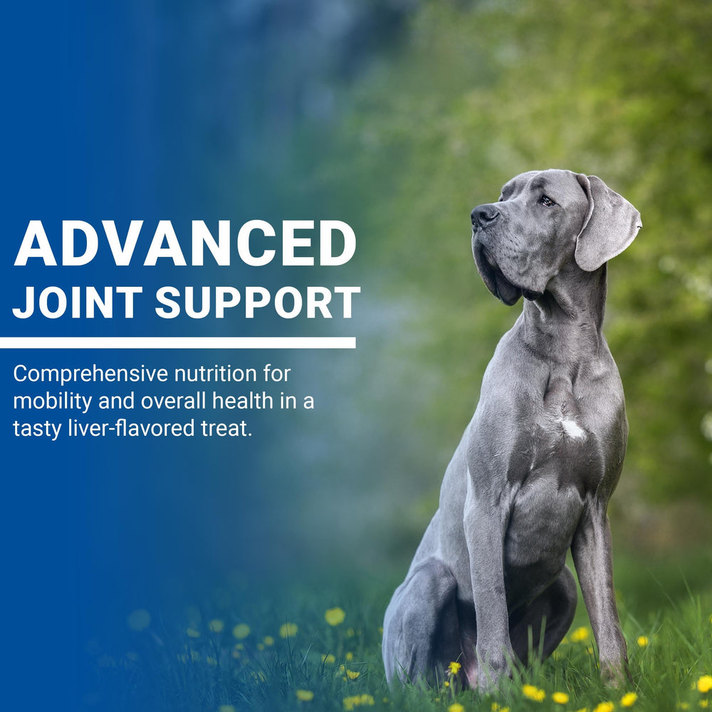 CLASSIC VPS SynovialMax dog enjoying a chew illustrating flavor appeal