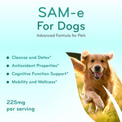 Clear Formulas dog mood-support chew illustrating calm moments and comfort.
