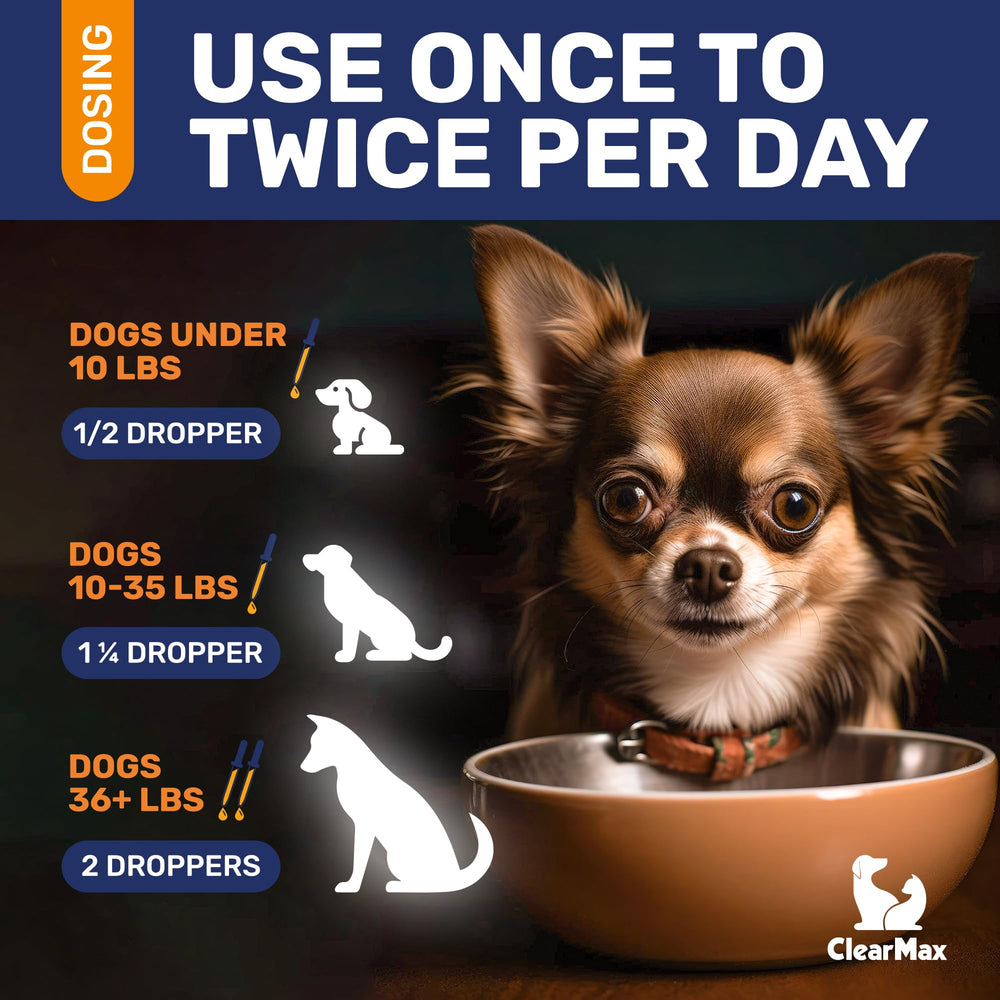 Dog enjoying tasty bacon flavor during antibiotic administration.