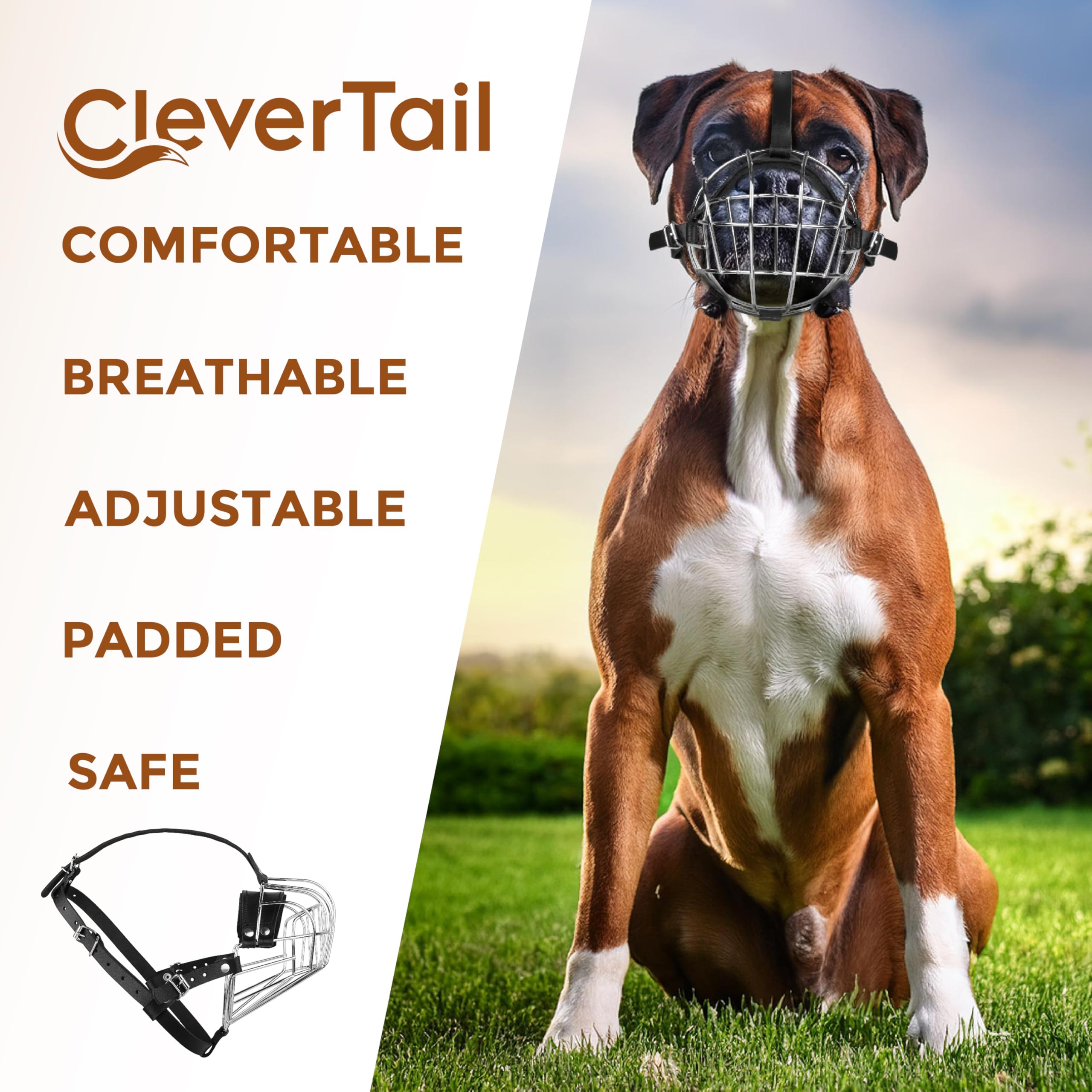 CleverTail Boxer muzzle during vet visit demonstrates calm handling