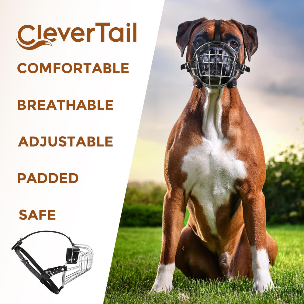 CleverTail Boxer muzzle during vet visit demonstrates calm handling