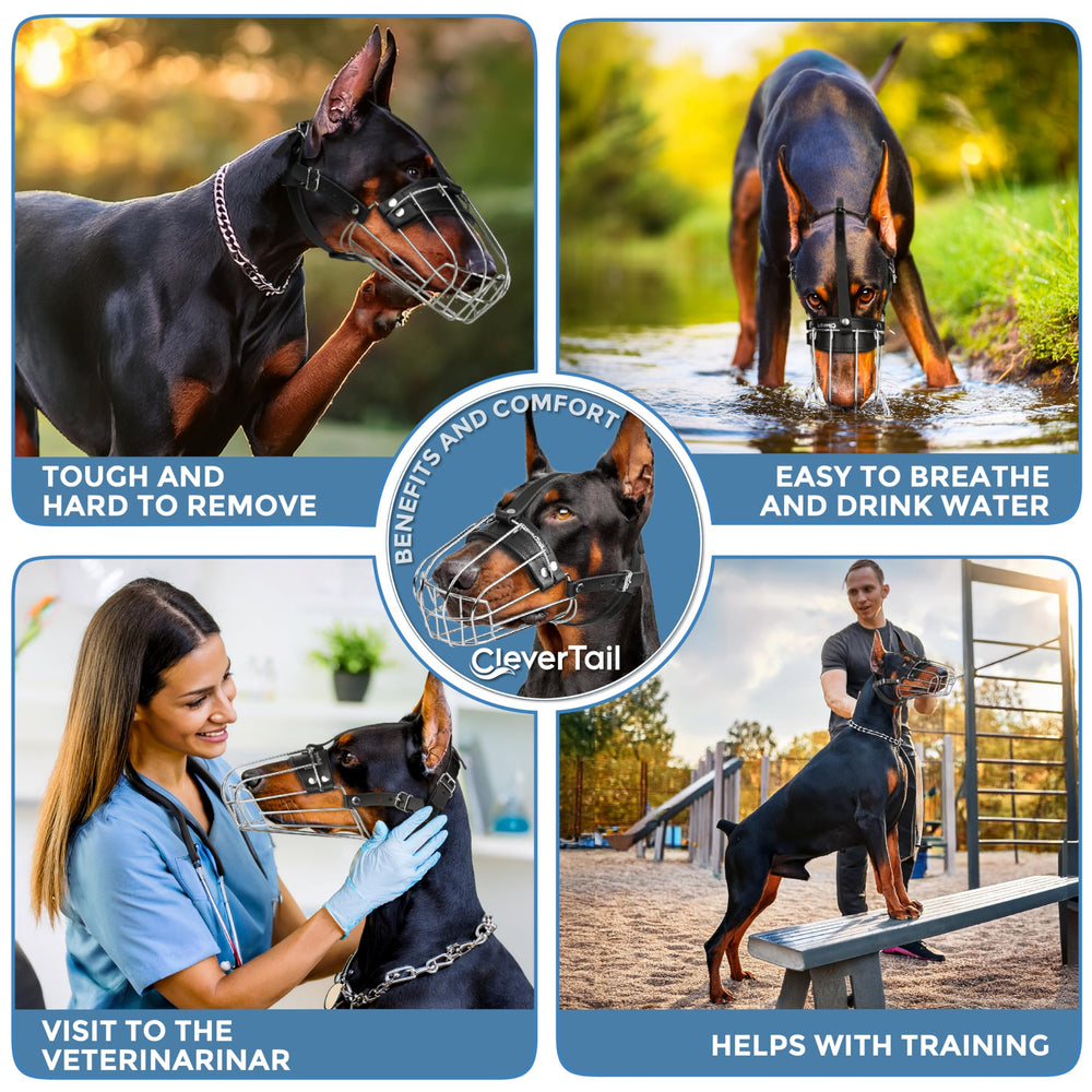 CleverTail Doberman grooming and vet visits made simpler with this go-to muzzle