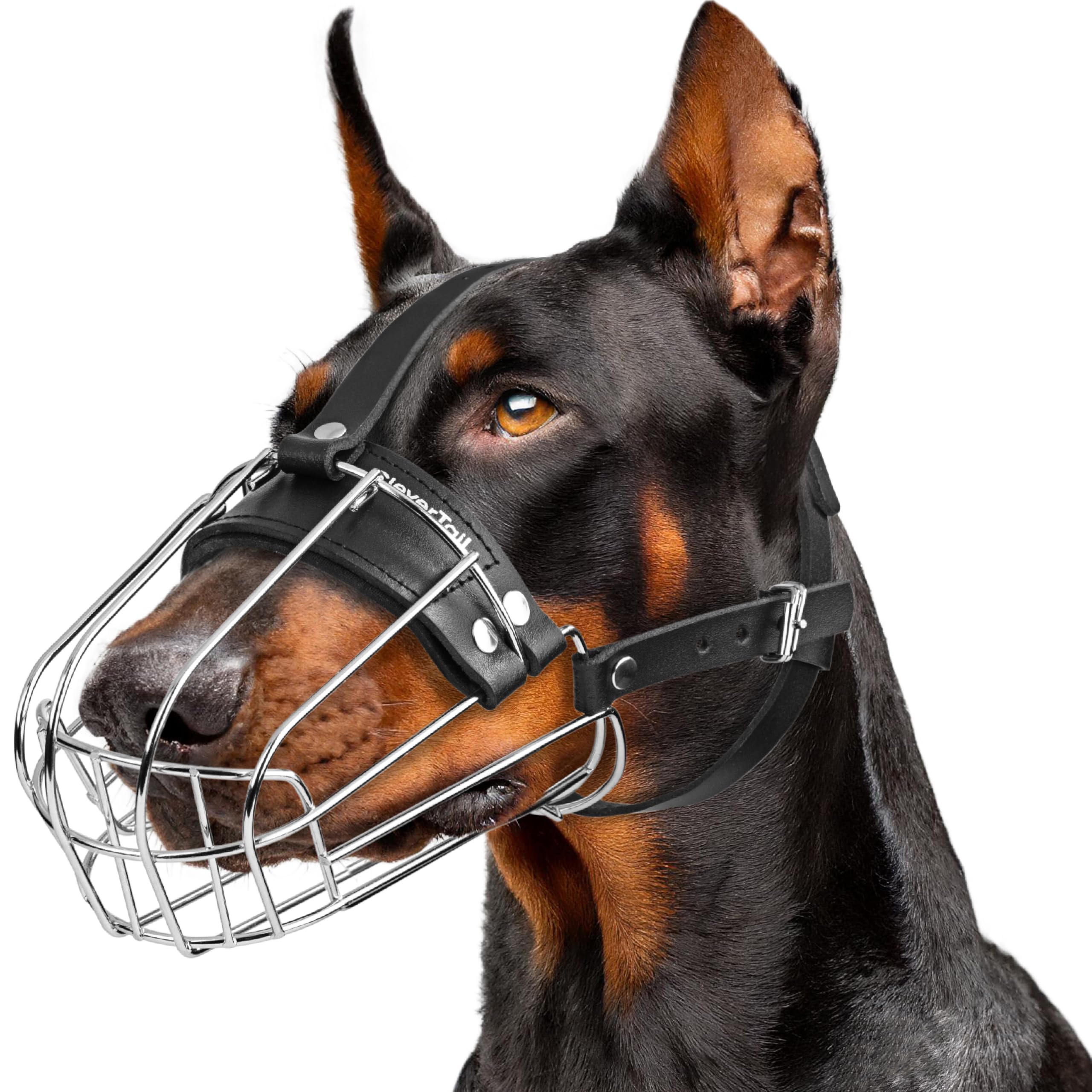 CleverTail Doberman Muzzle fit shown on a large dog for secure, comfortable wear