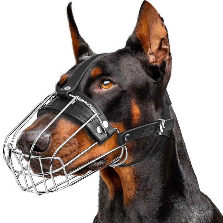 CleverTail Doberman Muzzle fit shown on a large dog for secure, comfortable wear