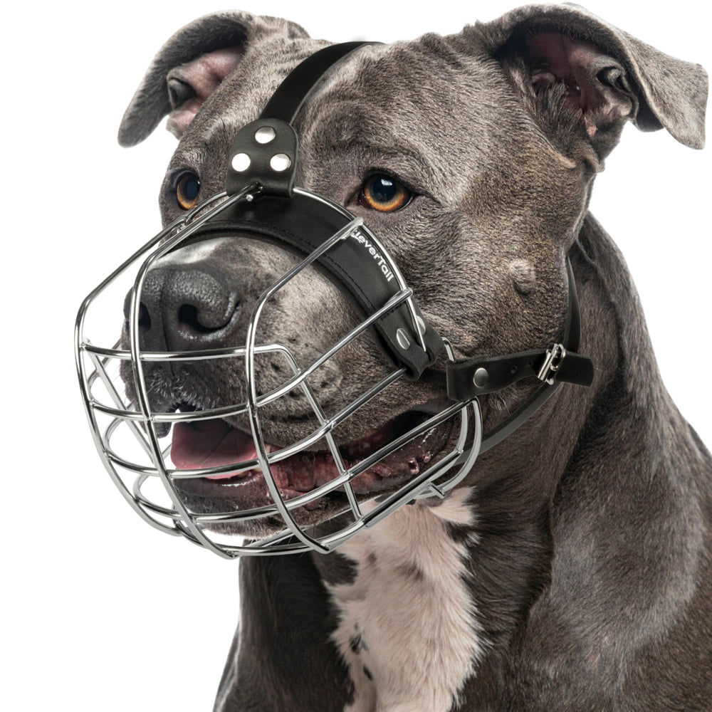 CleverTail Metal Pitbull Muzzle front view shows secure basket for safe handling.
