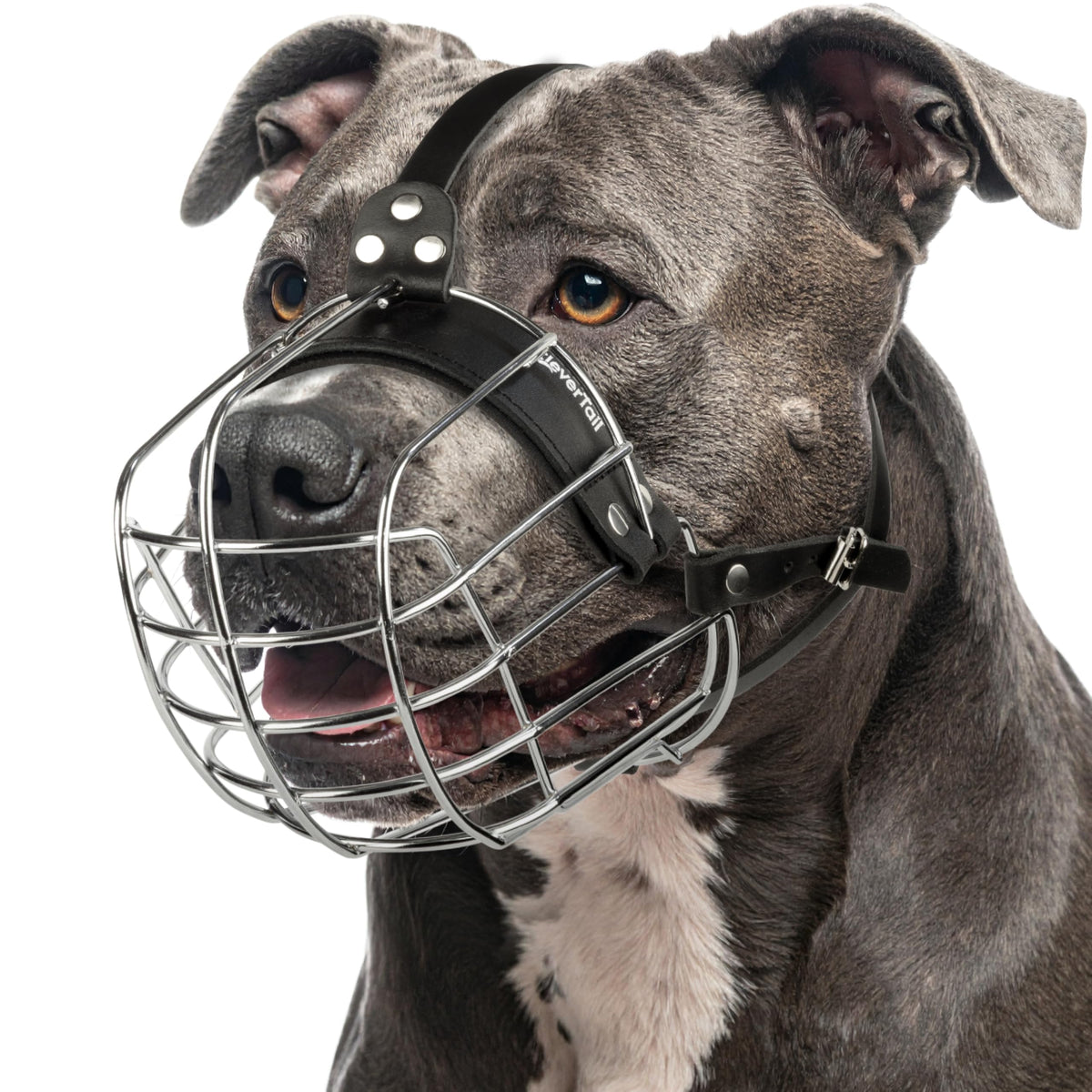 CleverTail Metal Pitbull Muzzle front view shows secure basket for safe handling.