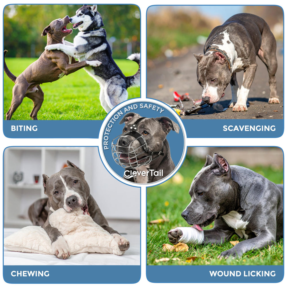 CleverTail Metal Pitbull Muzzle ideal for vet visits and grooming sessions.