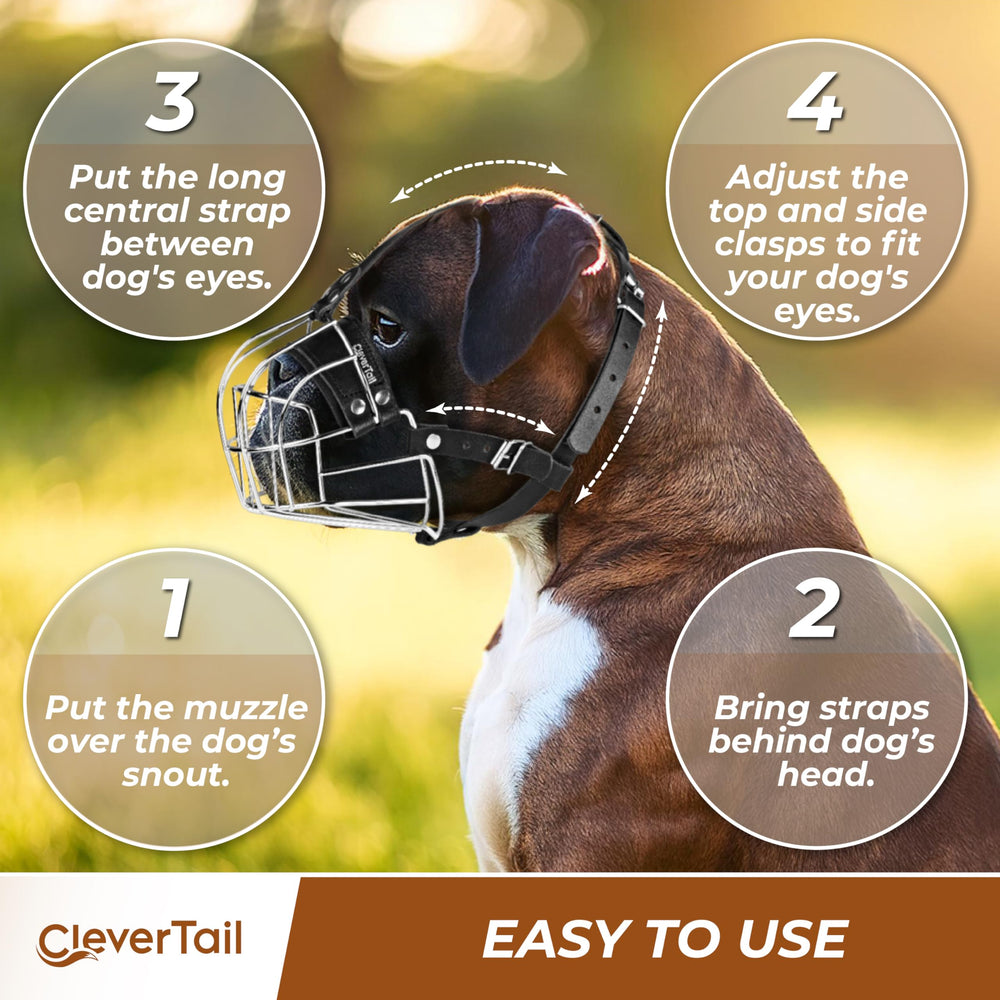 CleverTail wire basket muzzle on English Bulldog for grooming