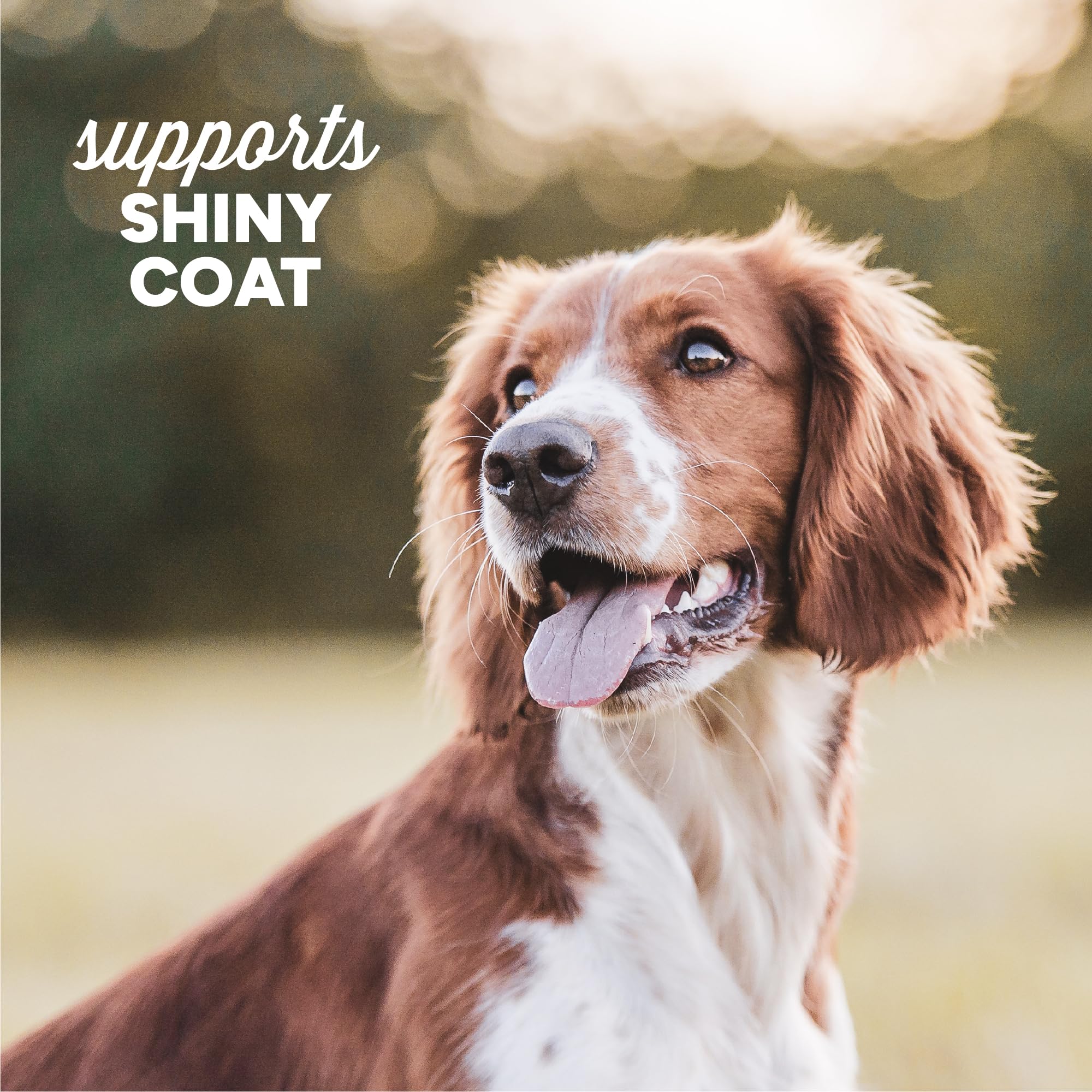 Grain-free Dynamo Dog recipe with salmon for palatable treats.