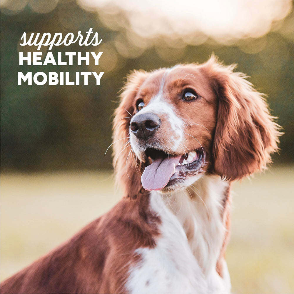Cloud Star Dynamo Dog Soft Chews grain-free formula for sensitive mouths