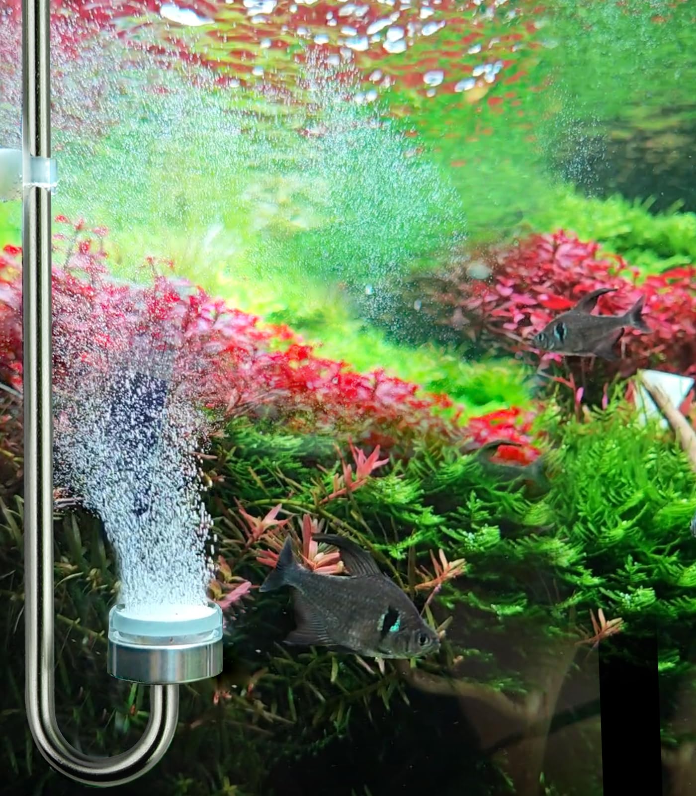 Clscea diffuser with integrated check valve reduces backflow and maintenance.