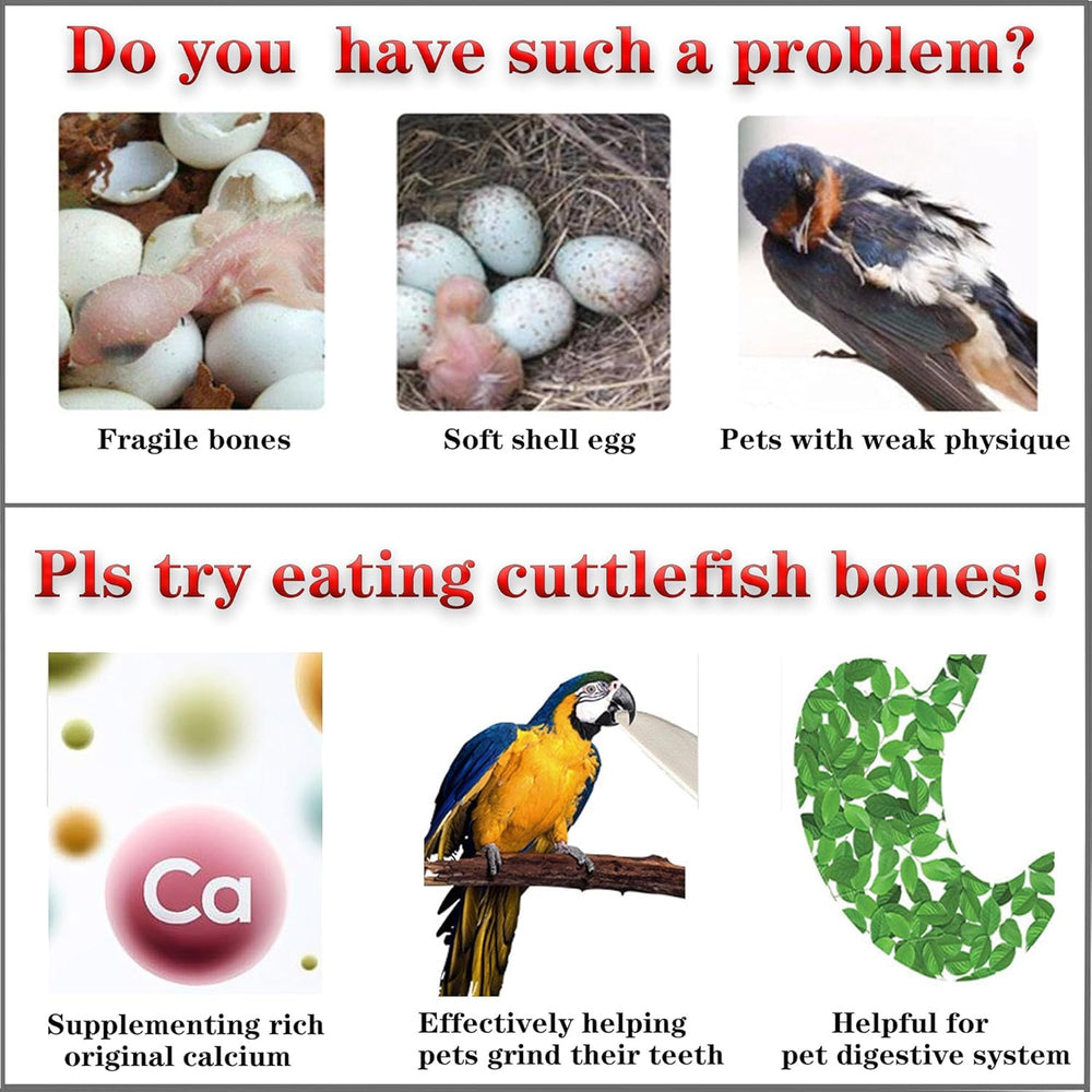 Bird using Clyairmao cuttlebone to maintain beak shape and daily chewing habit.