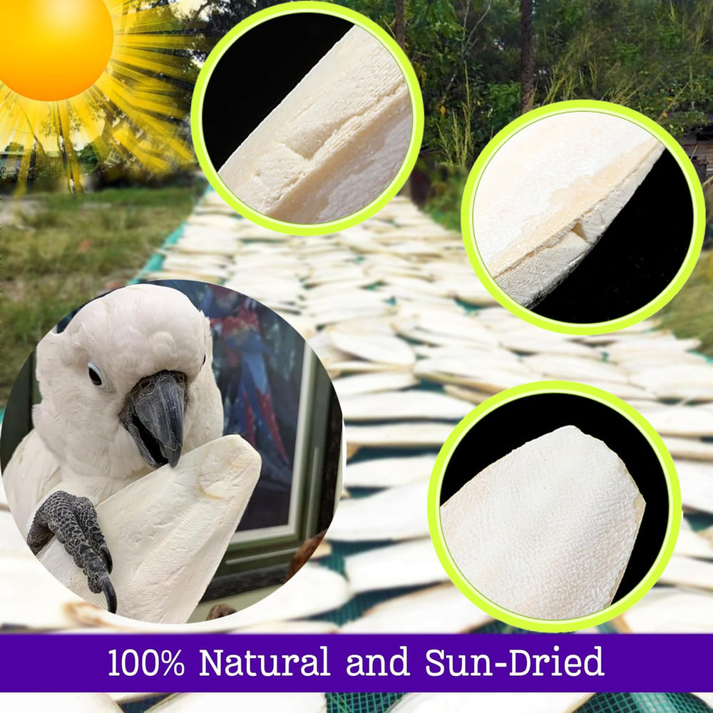 Clyairmao bulk bird cuttlebone rich in minerals for bird nutrition.