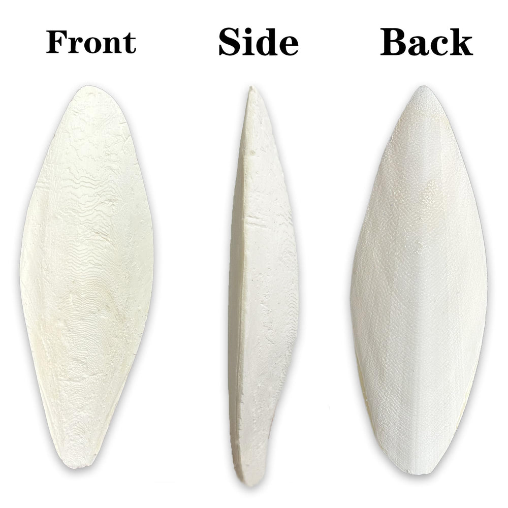 Close-up of rough texture on Clyairmao cuttlebone for birds