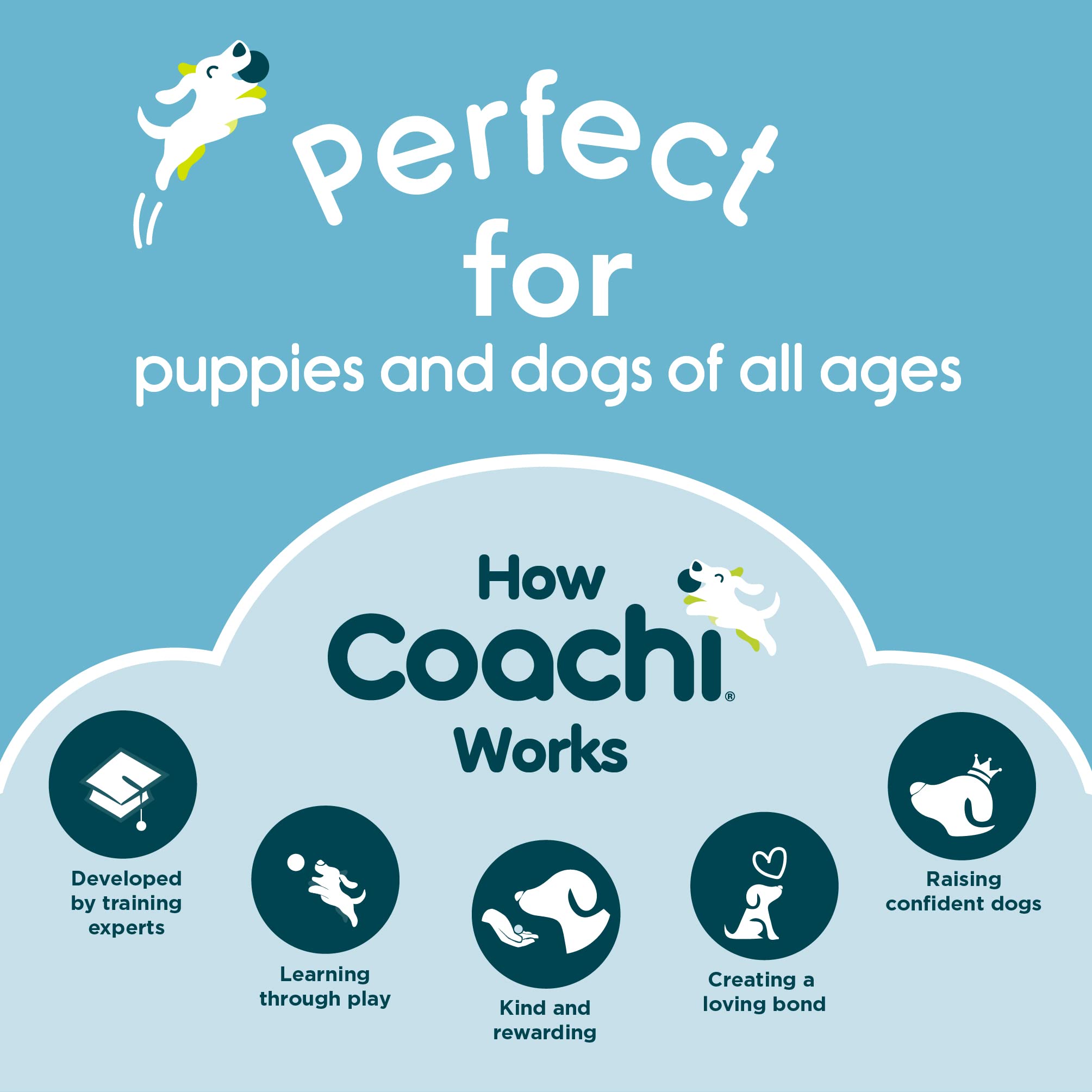 Coachi line ideal for puppies and nervous dogs during social outings.