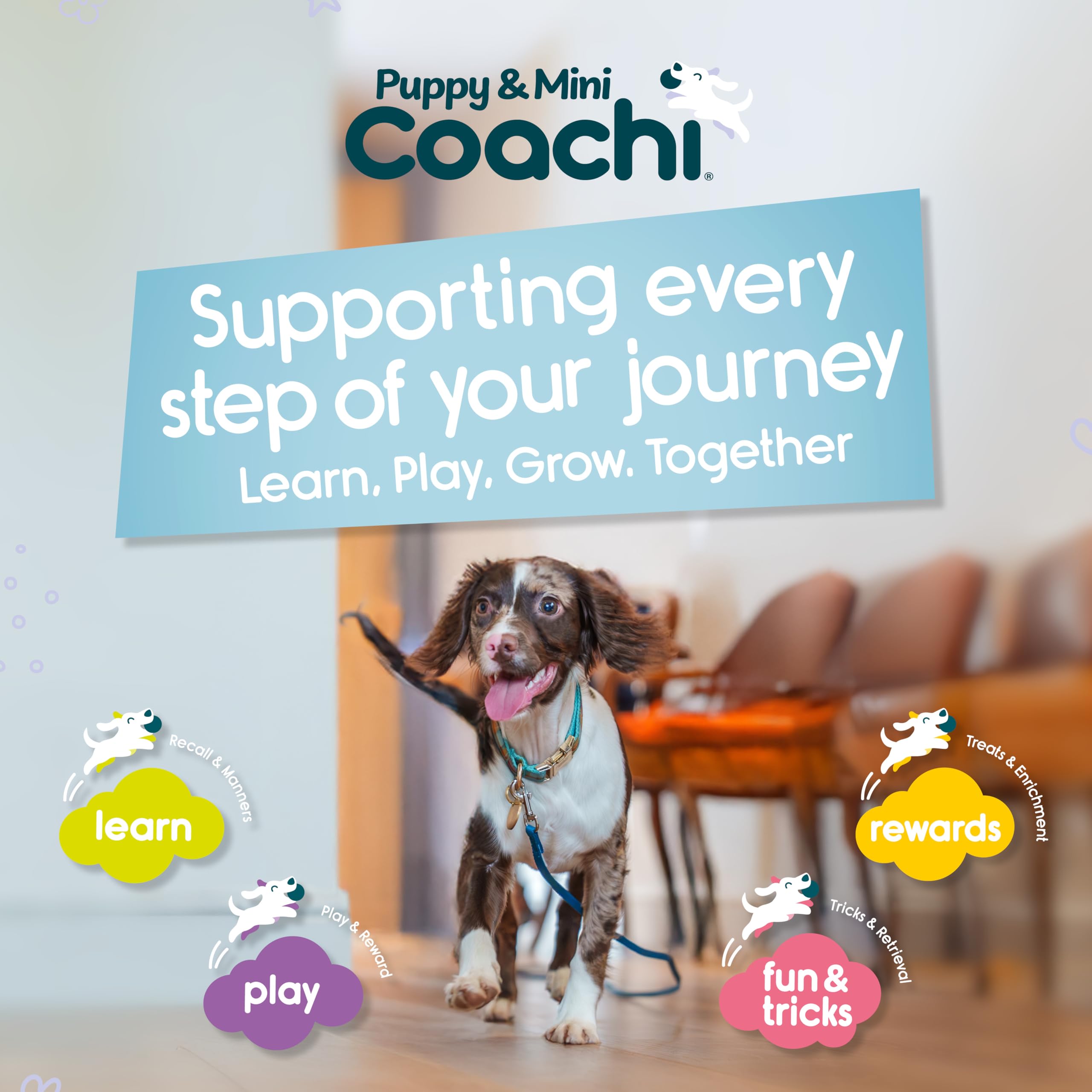 Coachi Tuggi Tug supports agility training and focus.