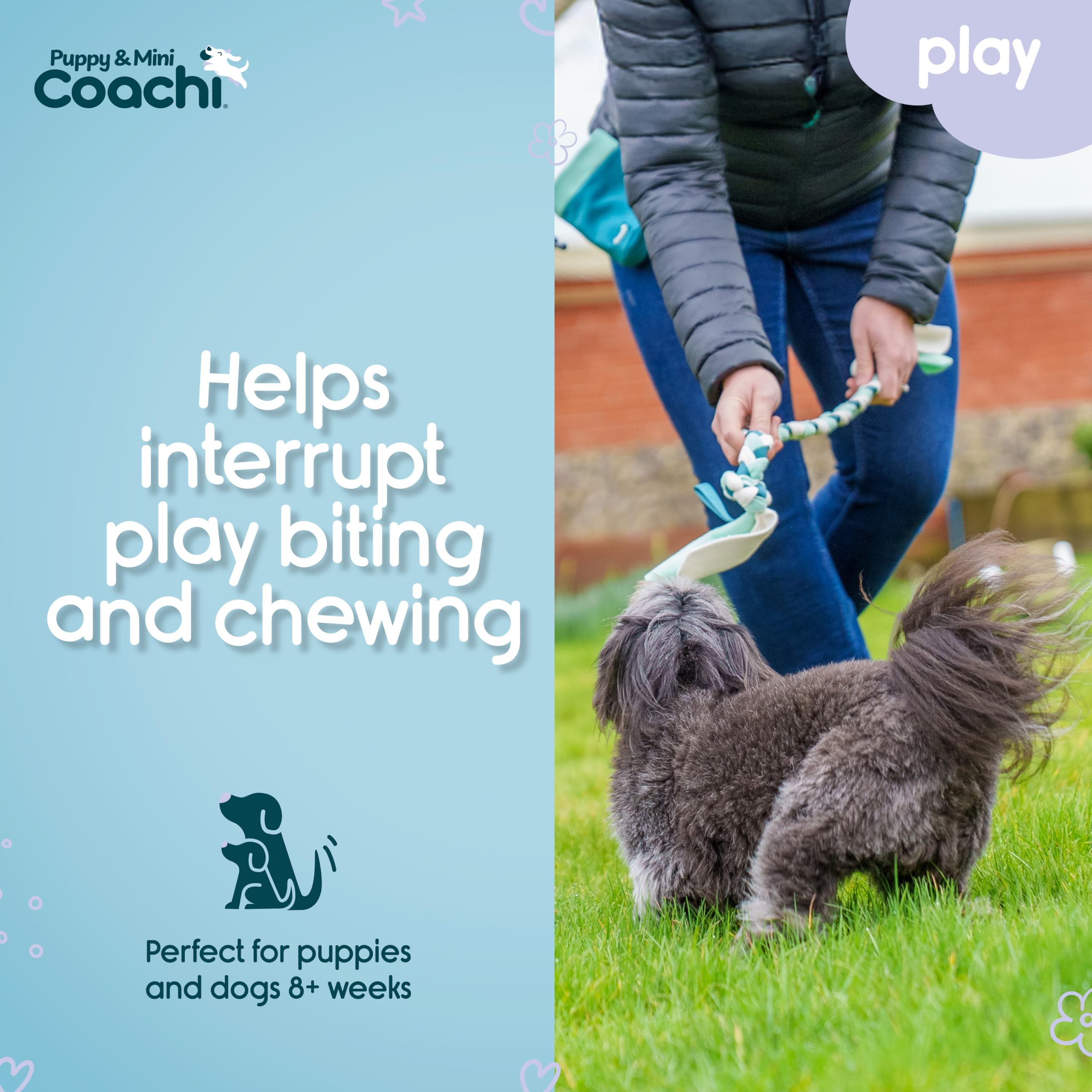 Coachi Tuggi Tug puppy play session with a soft stretch toy.