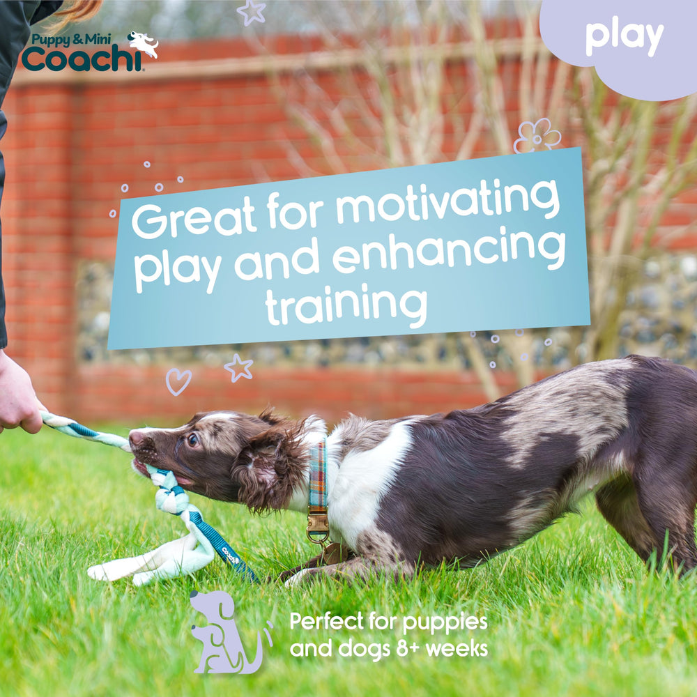 Coachi Tuggi Tug during recall training and gentle tug games.