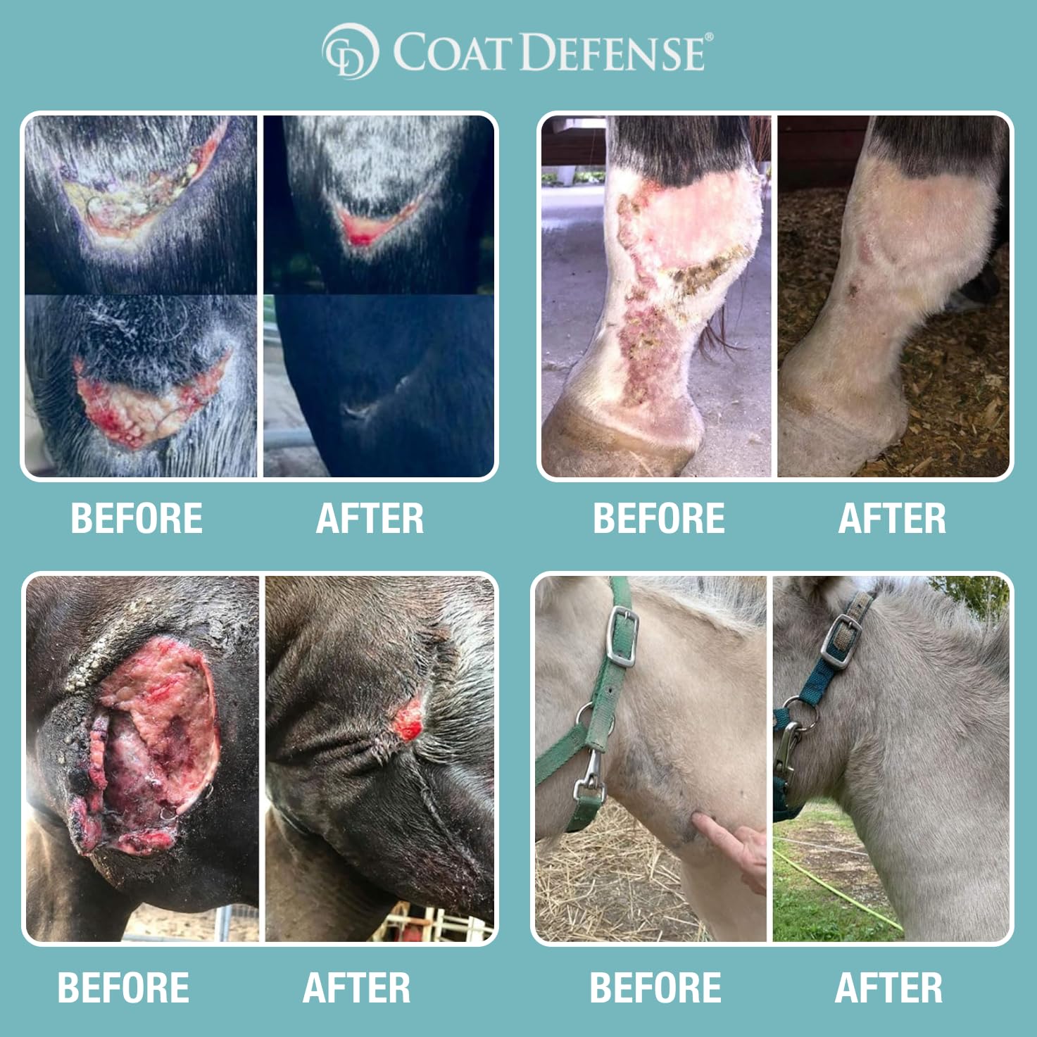 COAT DEFENSE applying on a horse leg shows moisture barrier