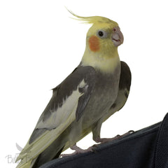 Cockatiel feeding dish with Better Bird mix enables fresh daily servings