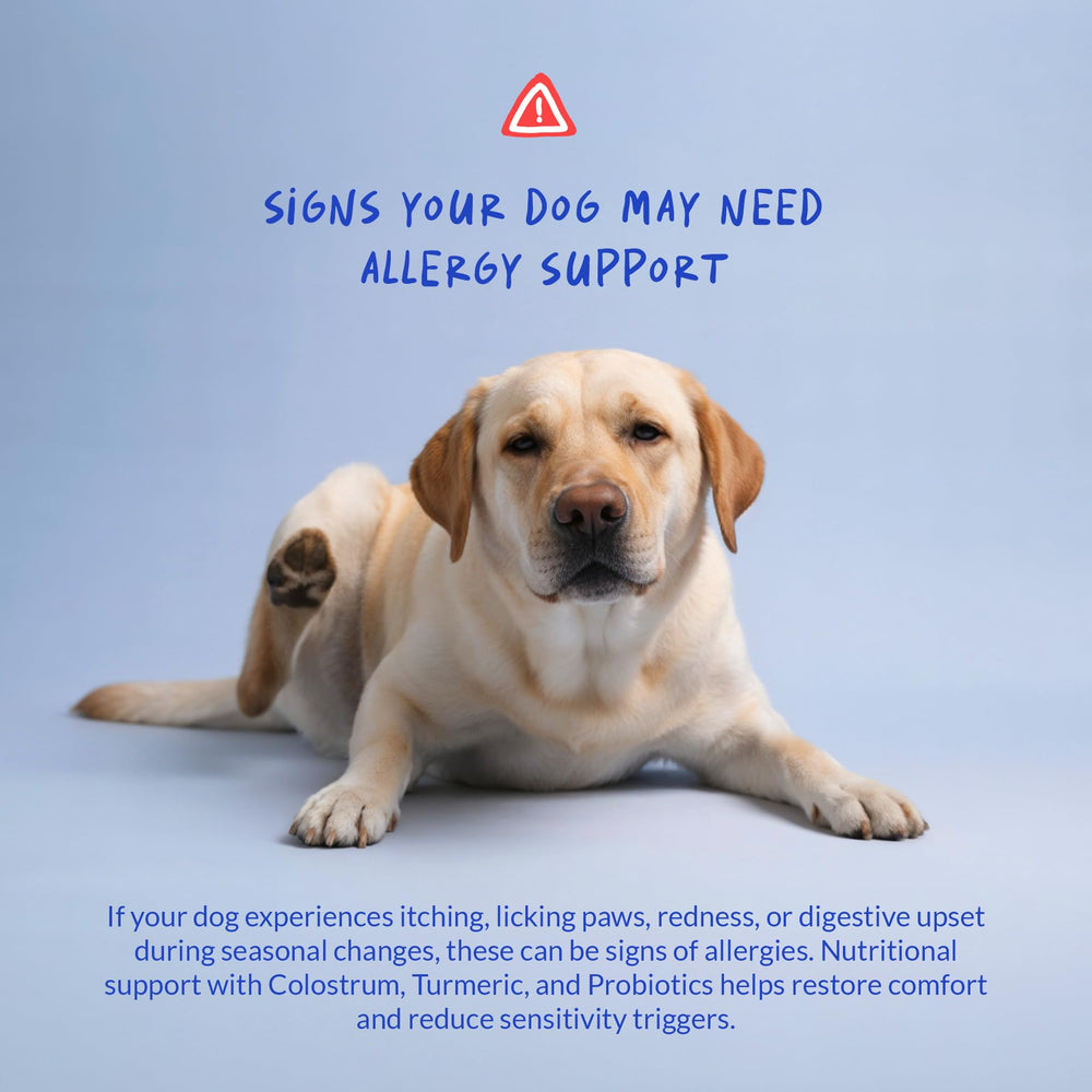 Coco and Luna allergy dog chewables tablet closeup reveals texture and shape