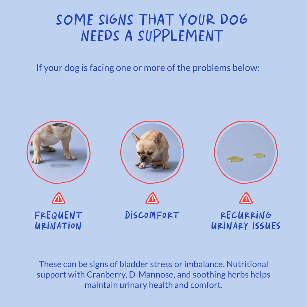 Coco and Luna Cranberry for Dogs Soft Chews in bowl signals daily urinary support in routines.