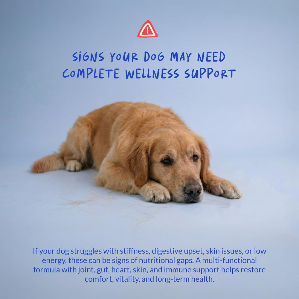 Coco and Luna dog multivitamin omega-3 fish oil graphic emphasizes coat and skin care.