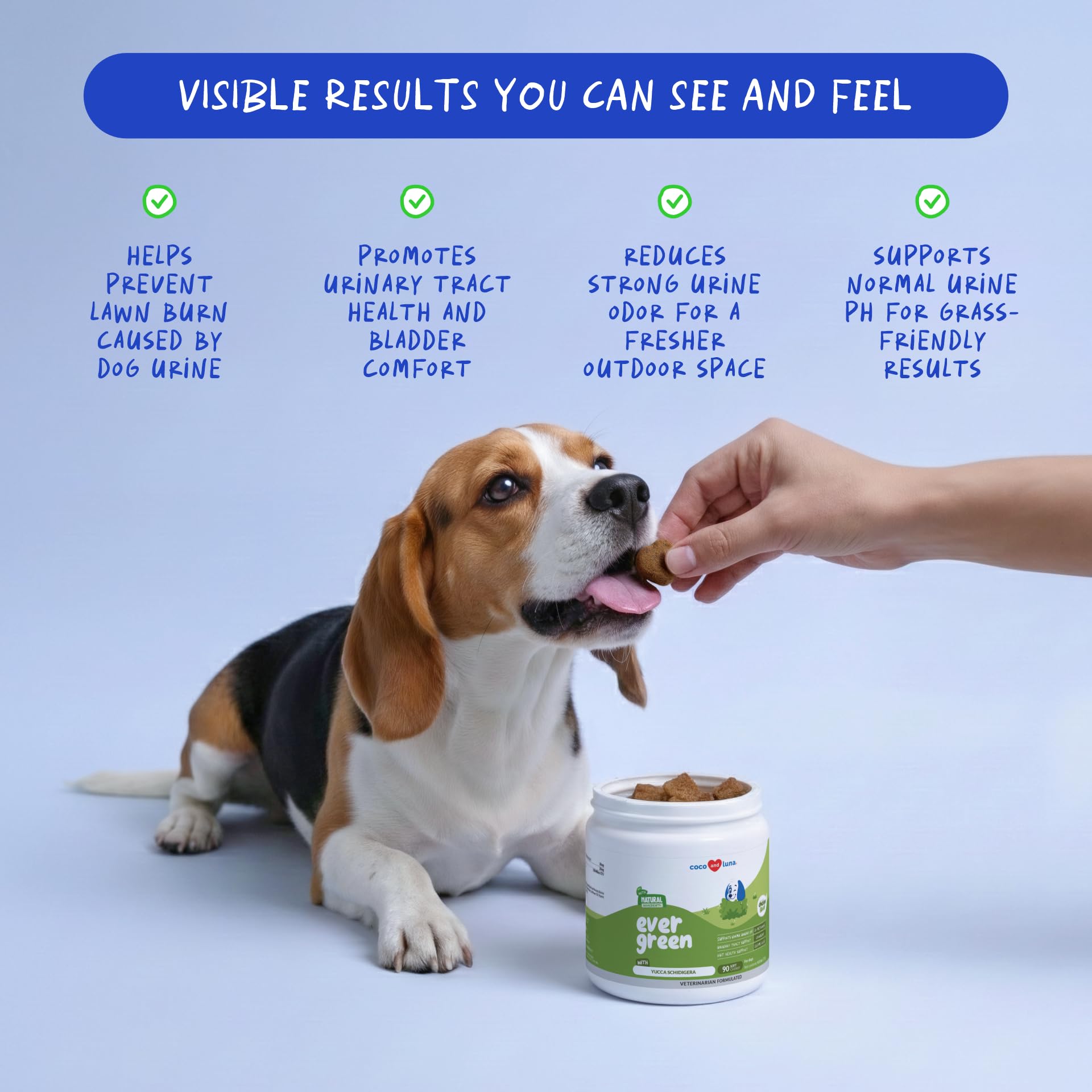 Coco and Luna dog using product on lawn to address urine spots.