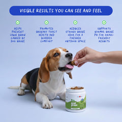 Coco and Luna dog using product on lawn to address urine spots.