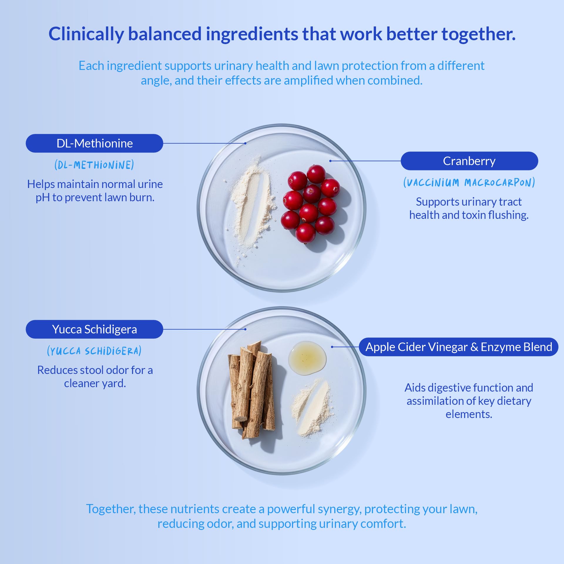 Coco and Luna enzyme-probiotic blend illustrating digestion and gut health support.