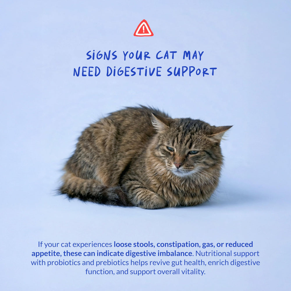 Coco and Luna cats mealtime powder helps with smoother digestion