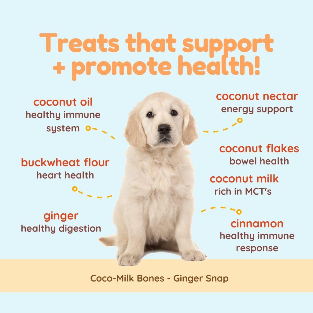 CocoTherapy Coco-Milk Bones Ginger Snaps dog enjoying snack during walk