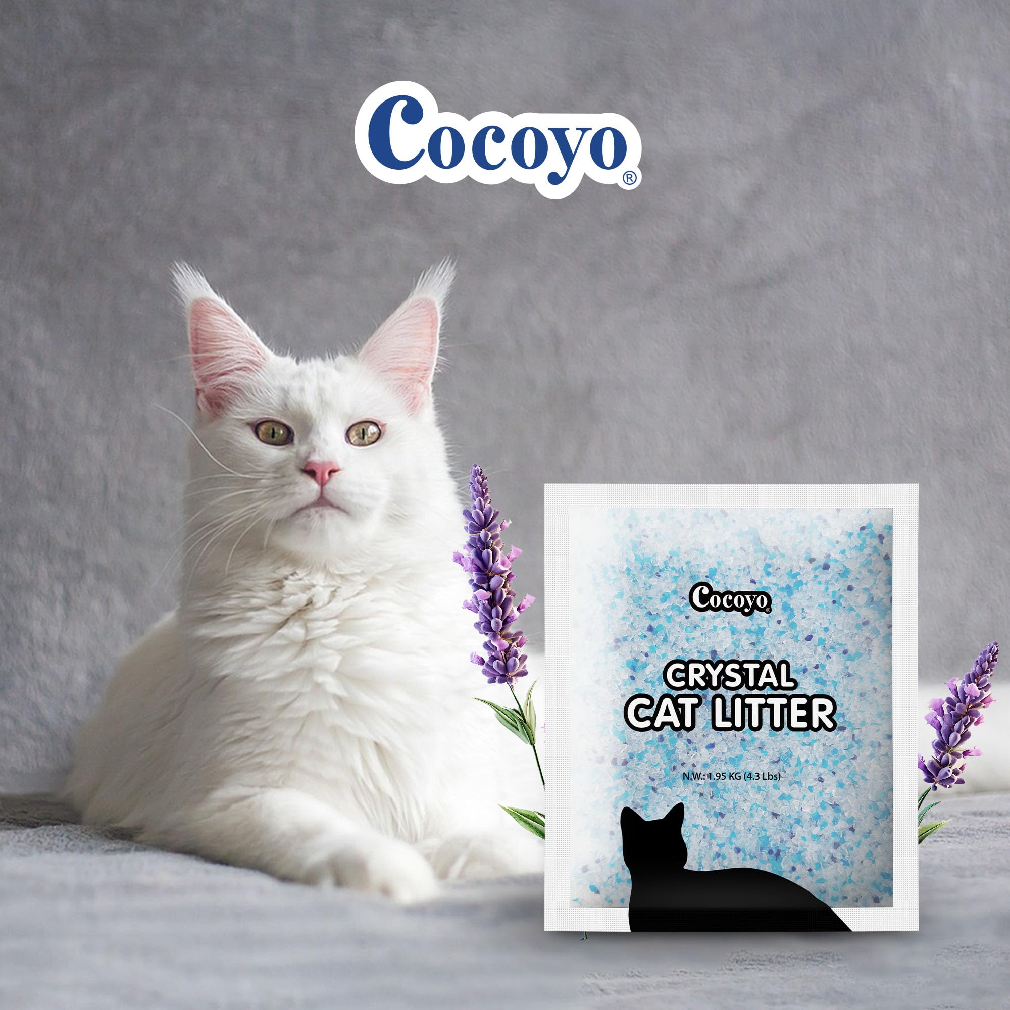 COCOYO lavender crystal litter surface shows easy scooping and clumping for quick cleanup.