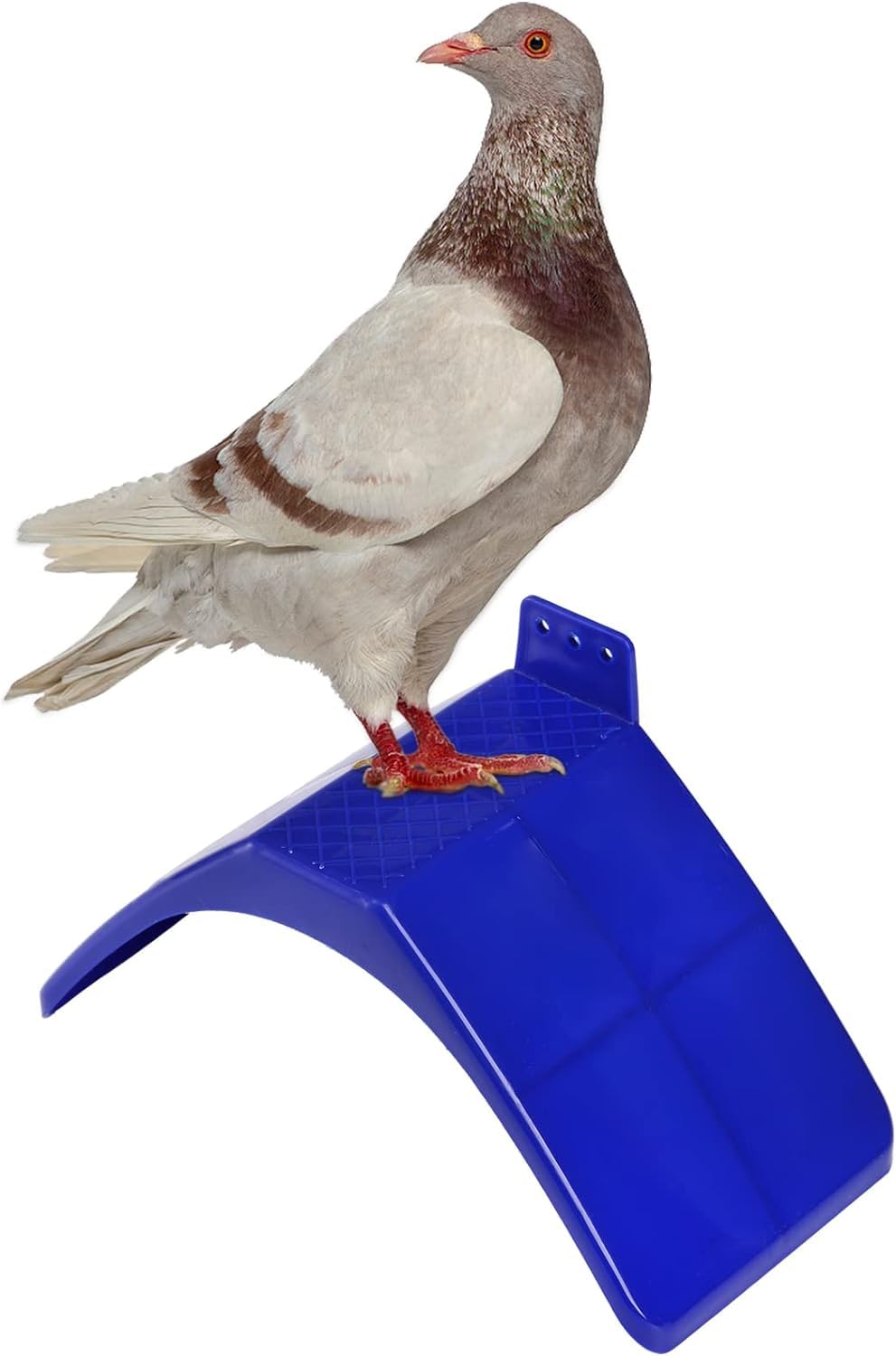 Coloch roost holder with rounded corners for safety