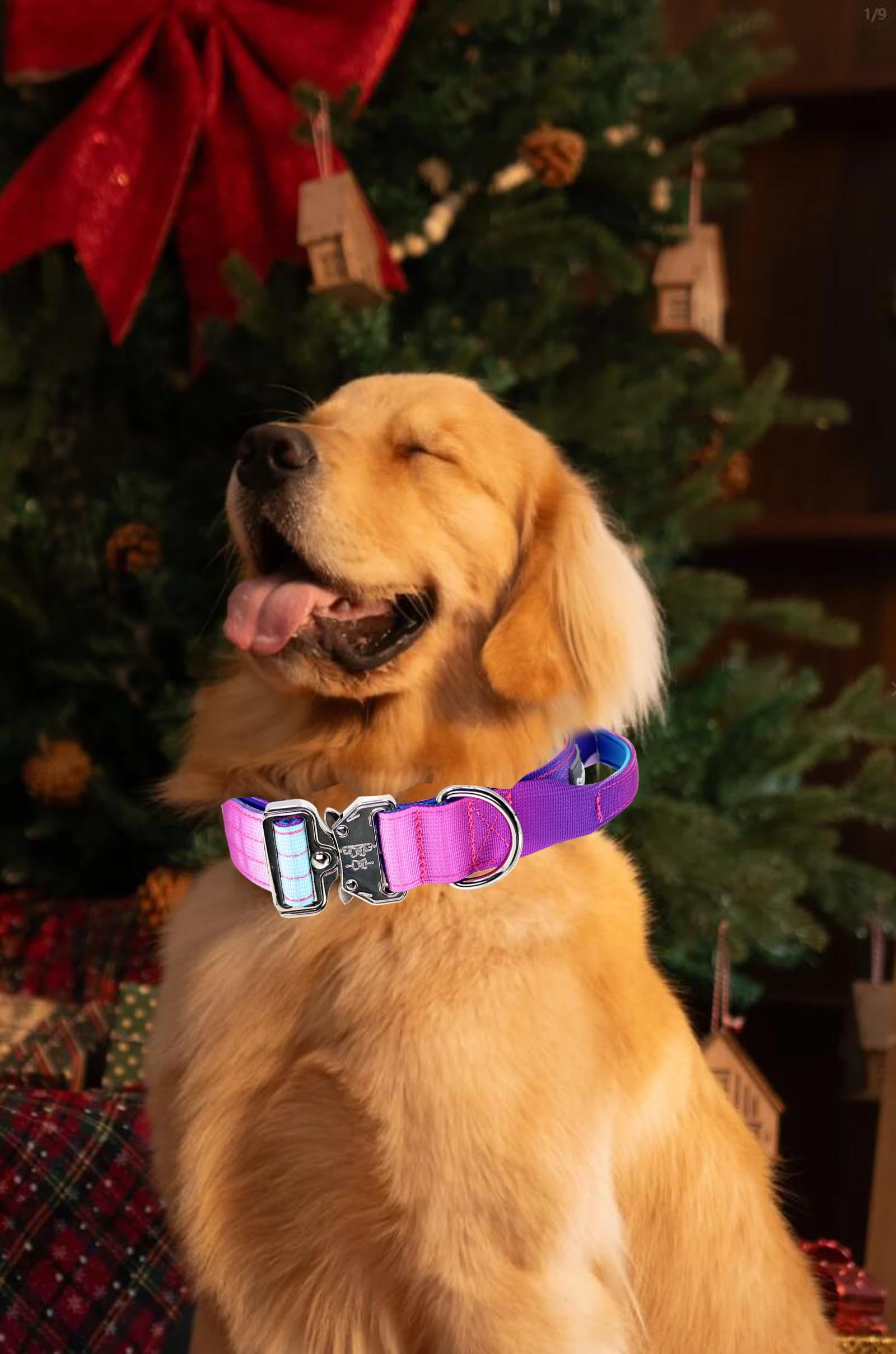 Comfluxe dog collar in outdoor use showcases sturdy build and reliable fit.