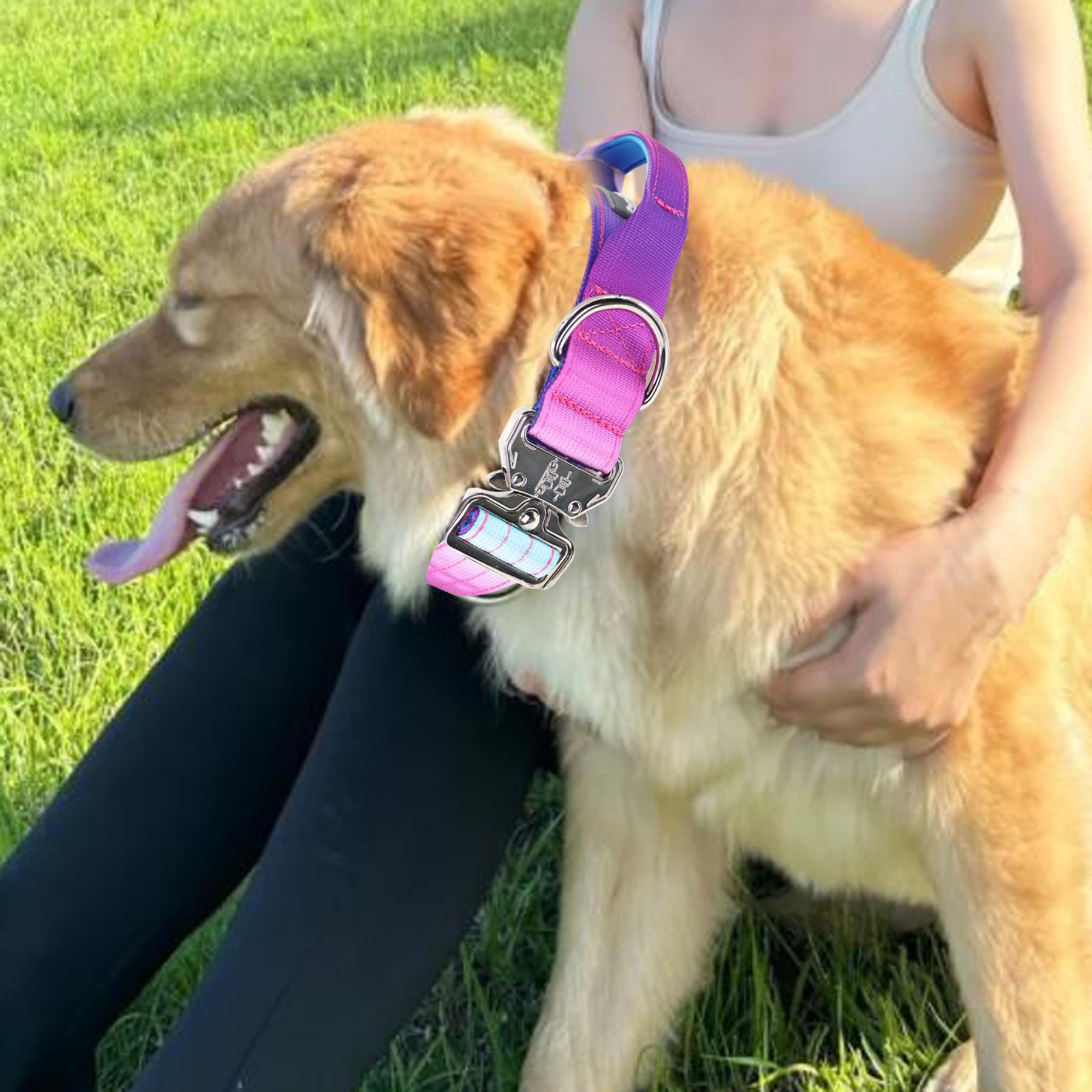 Gradient purple Comfluxe collar stands out in dog park and trails.