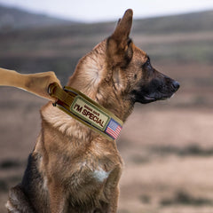 Comfluxe heavy-duty collar with quick-release buckle for easy on/off during adventures