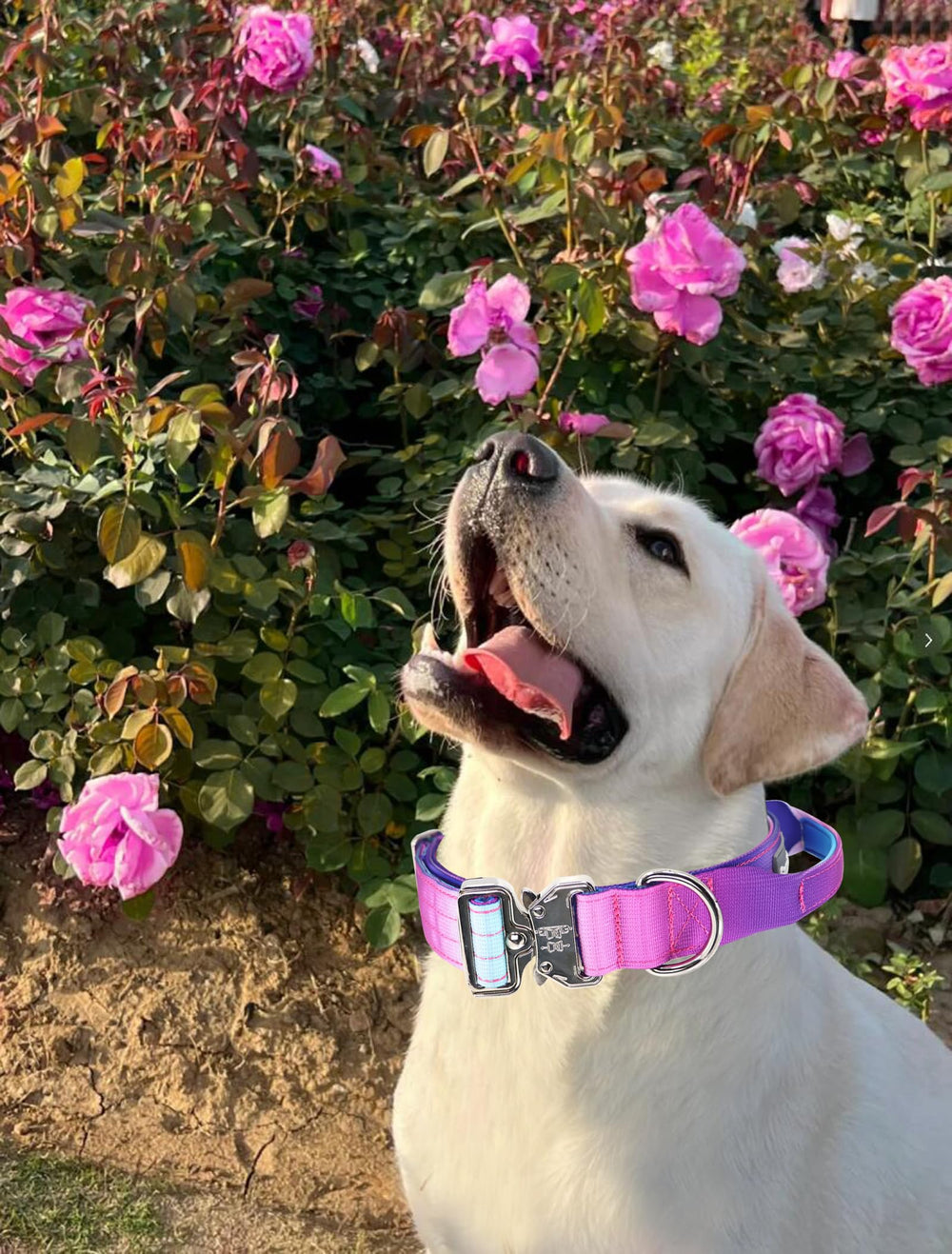 Comfluxe padded neoprene lining collar delivers soft comfort on long walks.