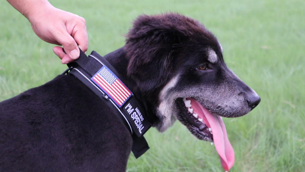 Ideal for hiking and training, the Comfluxe collar withstands rugged use.