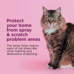 Comfort Zone spray applied to cat bedding for stress reduction during rest.