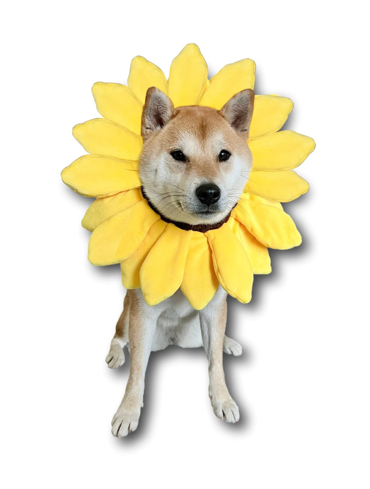 ComfyCamper Sunflower dog costume headband front view, festive photos