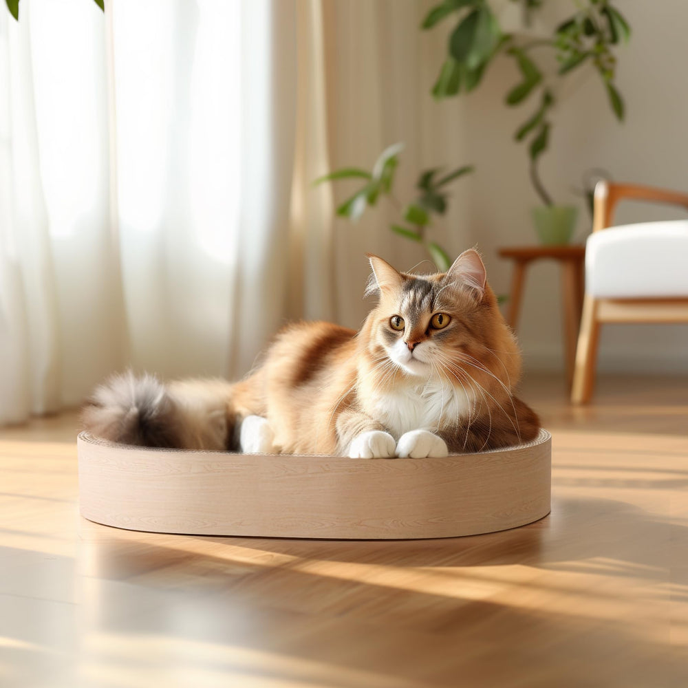 ComSaf cozy cat bed and scratcher for kittens.