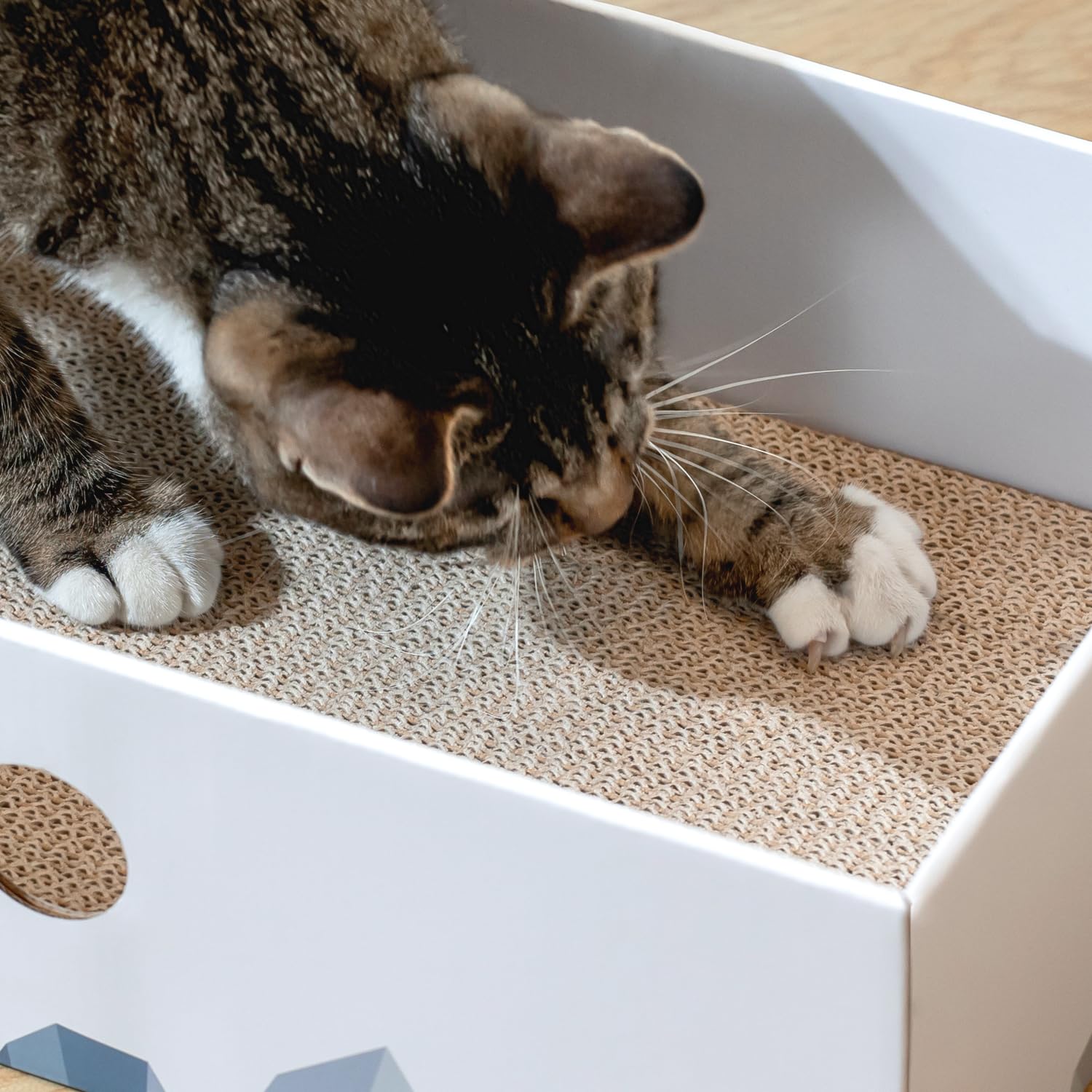 Conlun large 2-pack keeps multiple cats happy and engaged.