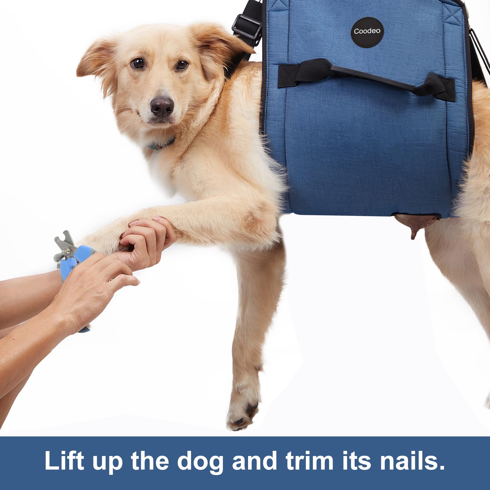 Coodeo sling keeps a resting dog comfortable during transport.