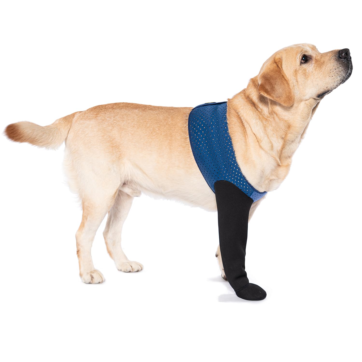 Coodeo dog socks for licking paws with blue left sleeve provide gentle wound protection.