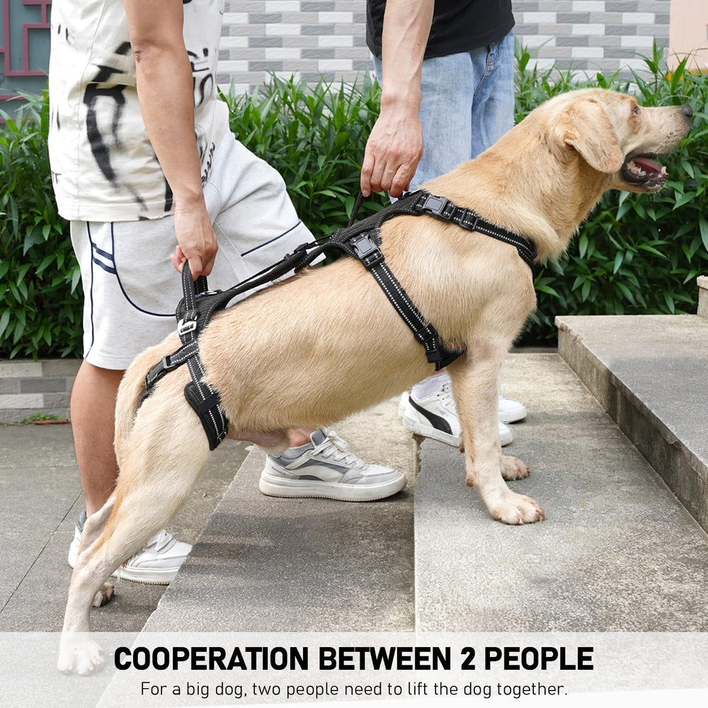 Coodeo Mobility Dog Lift Harness rear view highlights rear-leg stability for bathroom breaks