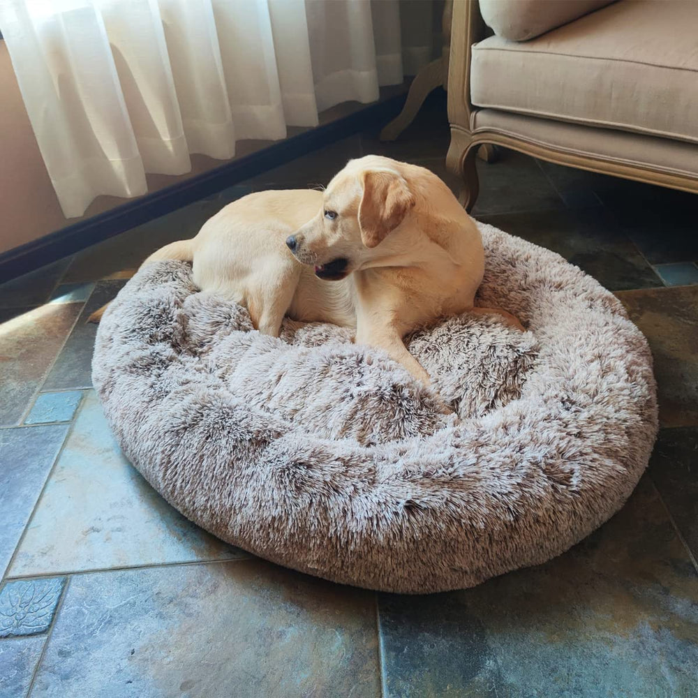 Coohom donut bed in living room setup illustrates a stylish pet space enhancer.