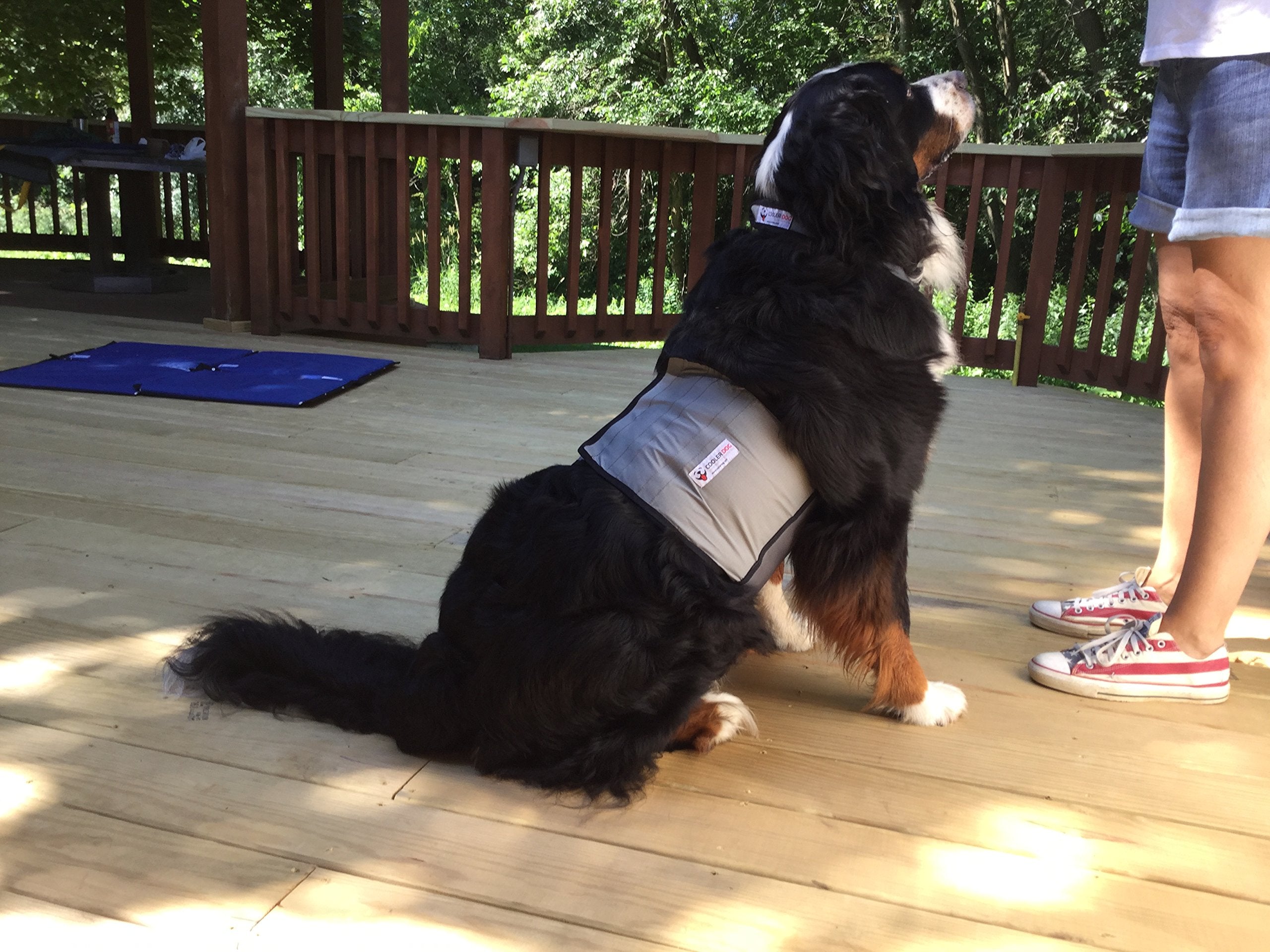 Dog using CoolerDog gear during an outdoor summer walk.