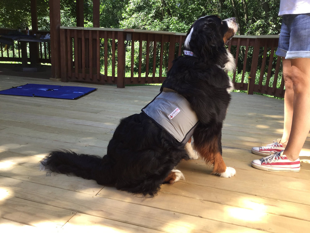 Dog using CoolerDog gear during an outdoor summer walk.